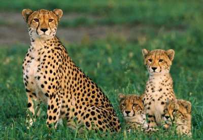 Cheetah-Cubs-400.jpg